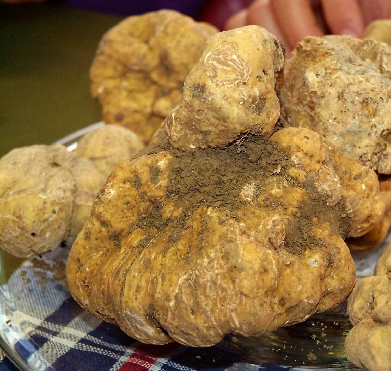 Marche, terra dei tartufi e dei sapori da scoprire 365 giorni l’anno